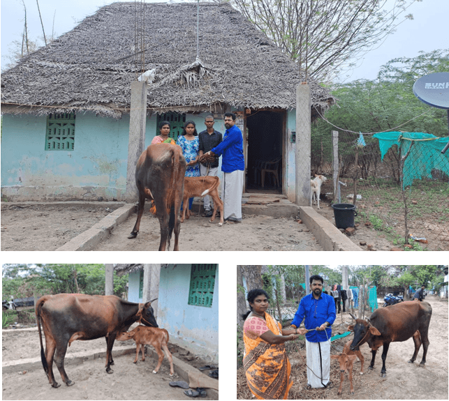 DONATED COW TO THE WIDOW WOMEN FOR THEIR LIVEHOOD