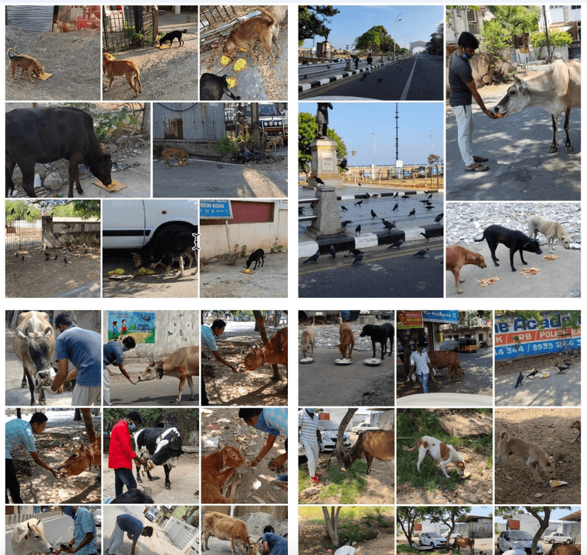 FEEDING FOODS FOR BIRDS, COWS AND DOGS DURING COVID PERIOD  (IN ROADSIDE).