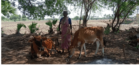 A cow was provided to an elderly woman, a grandmother of two granddaughters, who is taking care of the entire family, residing in Mannaragudi Taluk